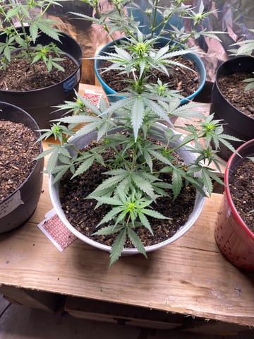 Rainbow Mints — vegetative, day 9