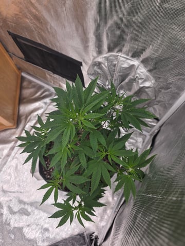 Gorilla Glue — grow_setup, day 2