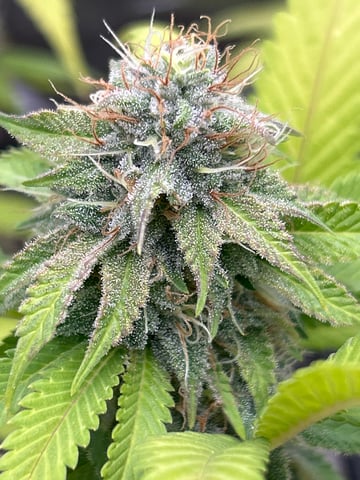 2nd grow — flower, day 135