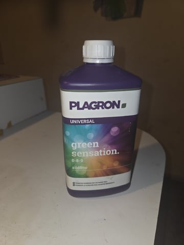 Crones😵‍💫 — grow_setup, day 1