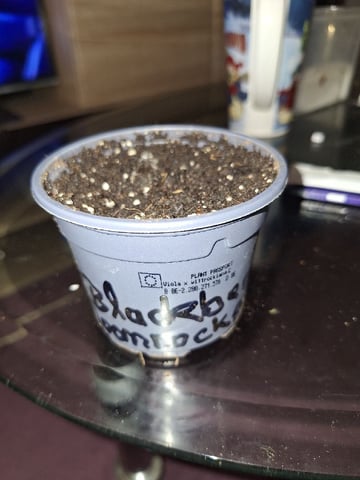 Neustart  — germination, day 5