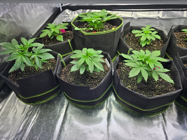 2nd Autoflower Indoor Grow — vegetative, day 20
