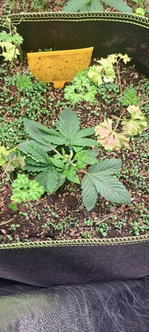 First Grow with the new setup  — vegetative, day 21