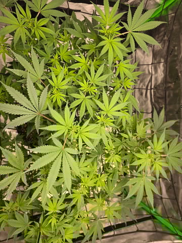 First grow — flower, day 63