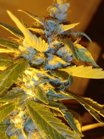 mr — flower, day 111