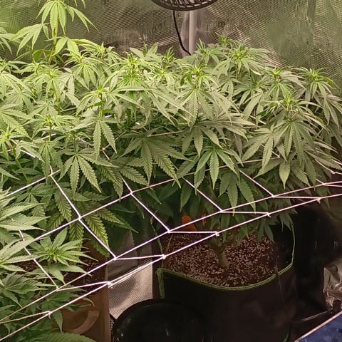 TentPlantLightFan — flower, day 83