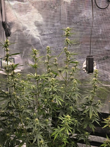 Gorilla Cookies auto  — flower, day 45