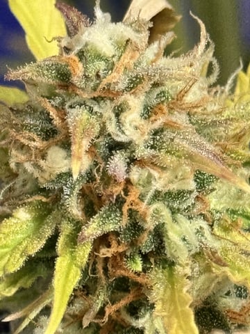 Indoor — auto, day 68