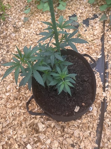 outside 2025 — vegetative, day 1