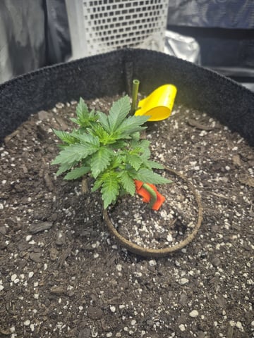 Grow 1 2026 Dream Widow — vegetative, day 30