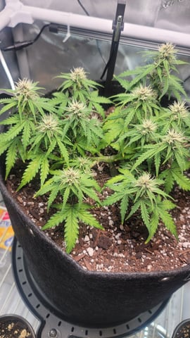 Number Two.  Lola — flower, day 68