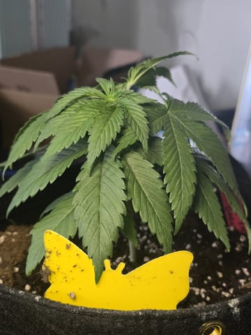Garlic Gas - Fem Photo — vegetative, day 26