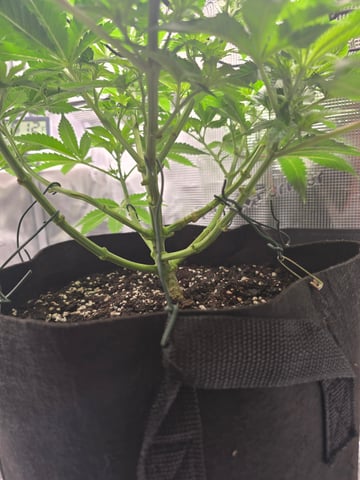 Northern lights #10 (Alaska) — flower, day 35