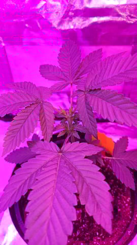 first grow adventure  — vegetative, day 28