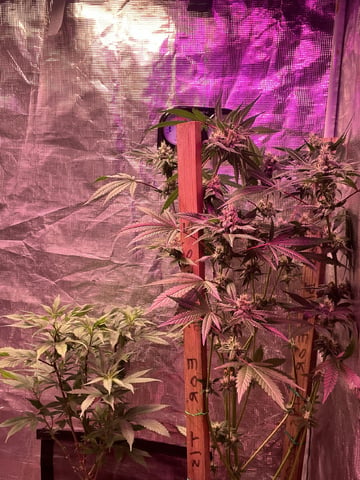 Special Queen 1  — flower, day 89