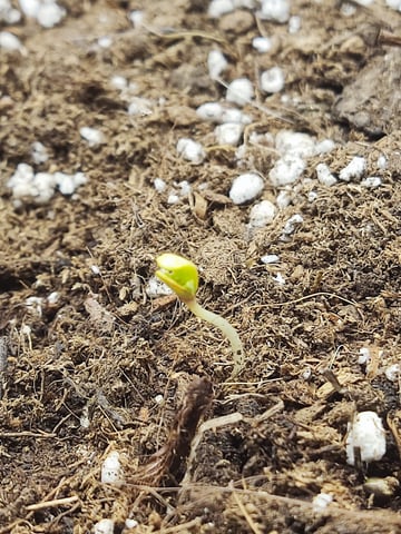 🍁Segunda Hornada — seedling_rooting, day 14