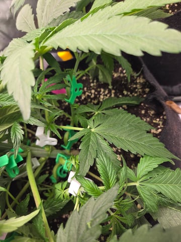 Special Kush#1 and Purple Queen Auto  — vegetative, day 26