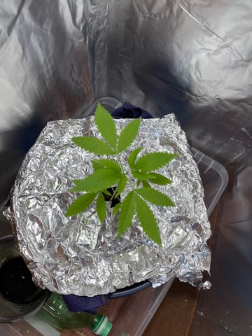 My Devine Conscious  — vegetative, day 33