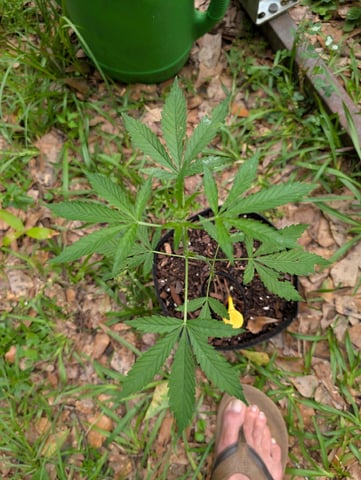 Country Boy — vegetative, day 29