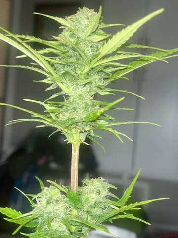 Wedding Cake Zkittlez — flower, day 23