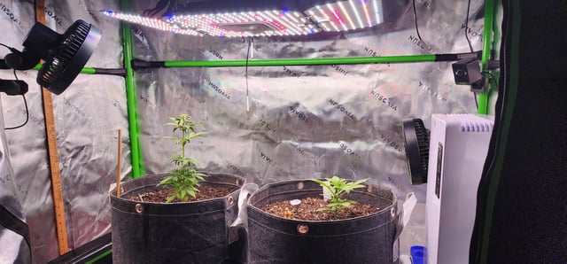 WHAT THE HELL JUST HAPPENED!!! — grow_setup, day 10