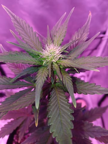 CountryG  — seedling_rooting, day 35