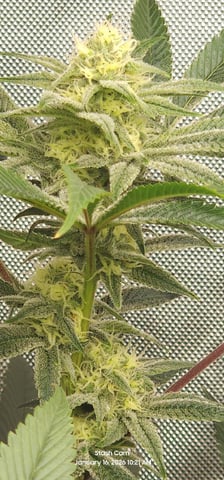 Another Custom Creation — flower, day 111