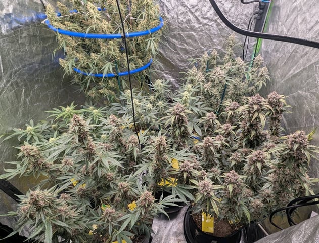 Mixed Grow — flower, day 88