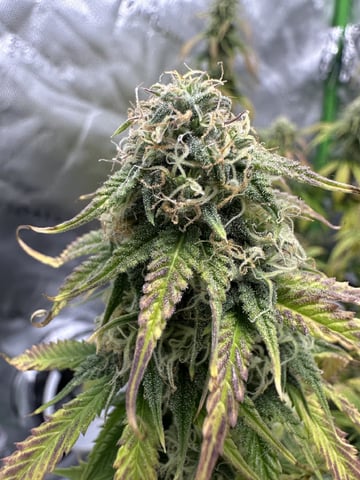 Pine (Auto) 2025 - 0 — flower, day 74