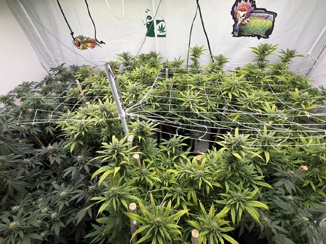 Indoor Grow  — flower, day 177