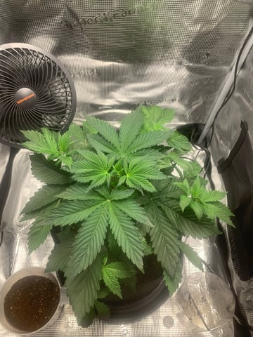 Blackberry Moonrocks (First Grow) — vegetative, day 3