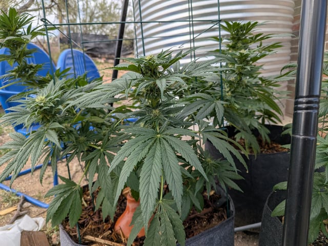 October Start — flower, day 110