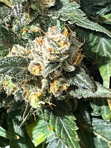 510 First Run! — harvest, day 93