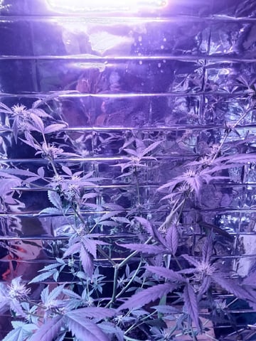 Queen Royal Autoflower  — flower, day 101