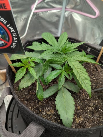 Boogie Brew Basic — vegetative, day 50