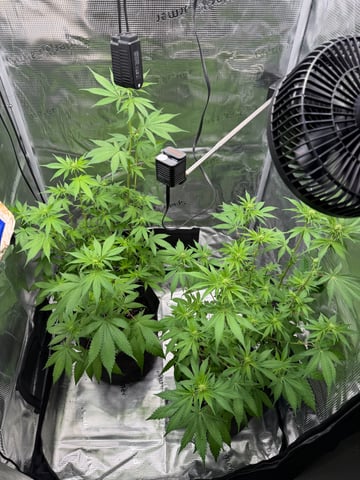  Trying to go big — flower, day 88