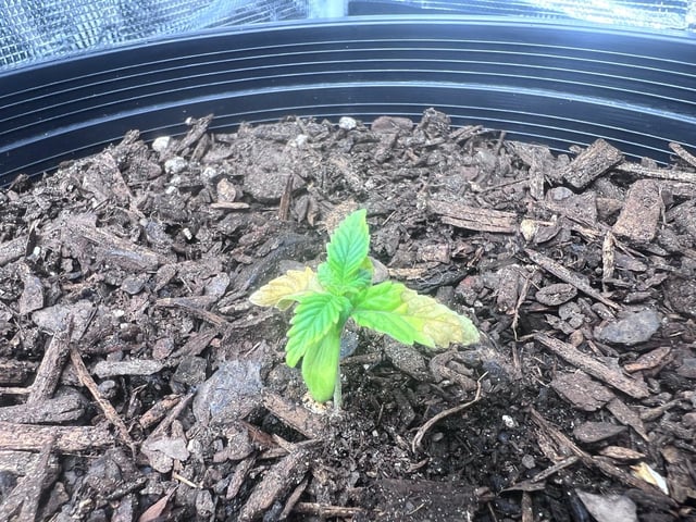 gorilla glue x sky walker  — seedling_rooting, day 14