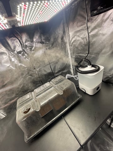 1st Ever Grow (GodFather OG) (Coco) — germination, day 2