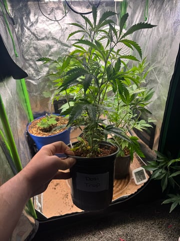 Second Indoor (all Clones) — vegetative, day 15