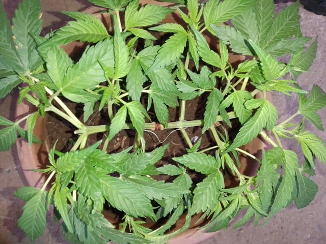 My 1st grow 2 big pots 9 small containers — vegetative, day 41