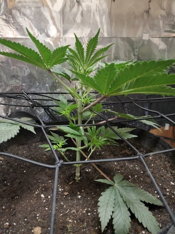 Banana Purple Punch & Rainbow Showers — vegetative, day 42