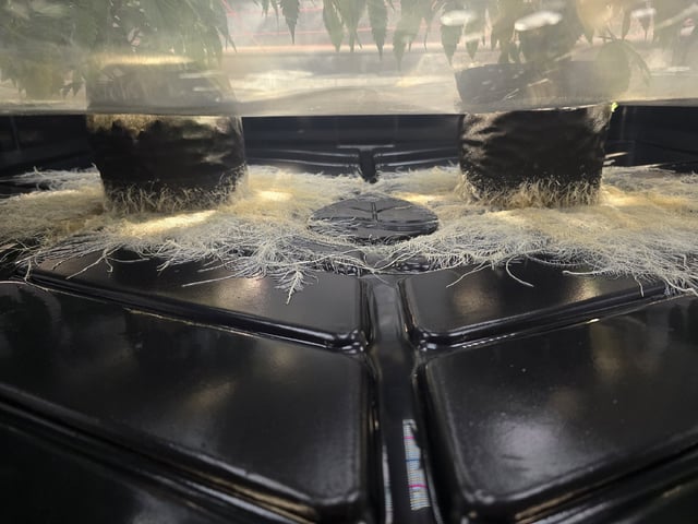 Dante's Inferno Rerun — vegetative, day 57