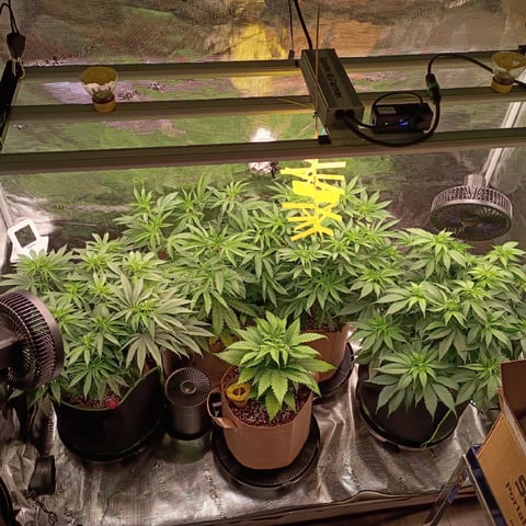 TentPlantLightFan — vegetative, day 66