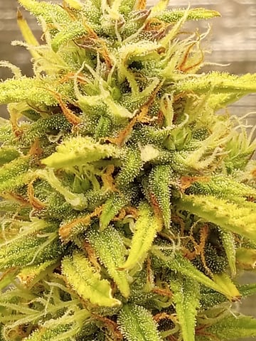 2 Apple Struddles ,1 London Pound,1banana Purple punch1gorilla Cookies ,1frostbanger 