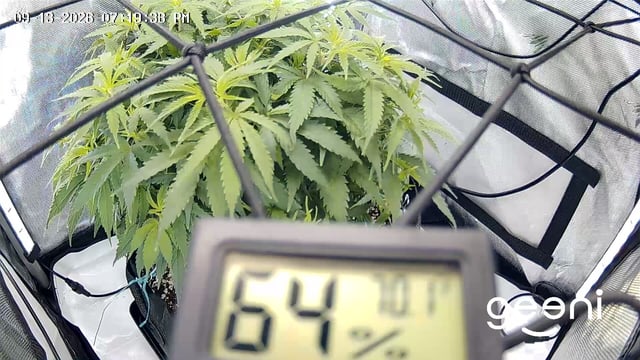 C99 CloneWars! — vegetative, day 30