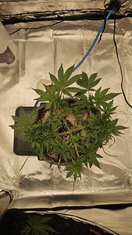 Jelousy Fast(Photo) & Ultra Voilet (Auto) — flower, day 10