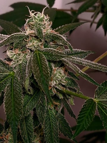 S&D  First Grow — flower, day 82
