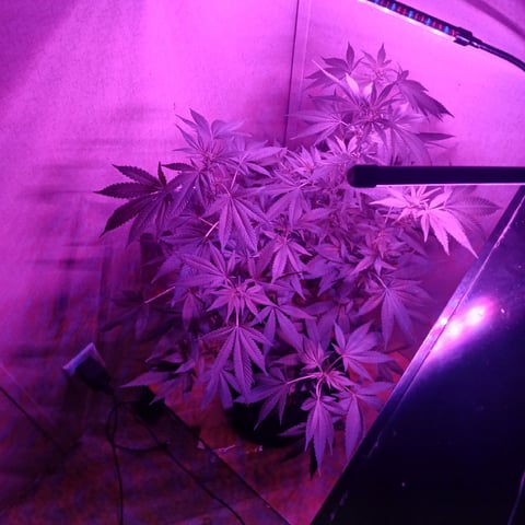 run #3 — flower, day 50