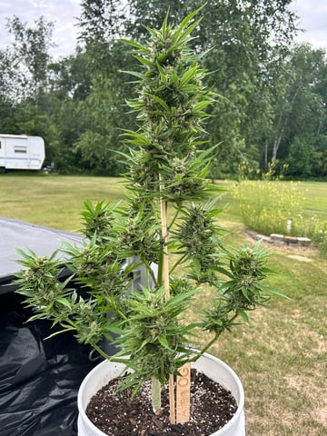 First ever grow — flower, day 81