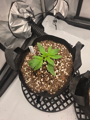 Dream beans burnt garlic — vegetative, day 15